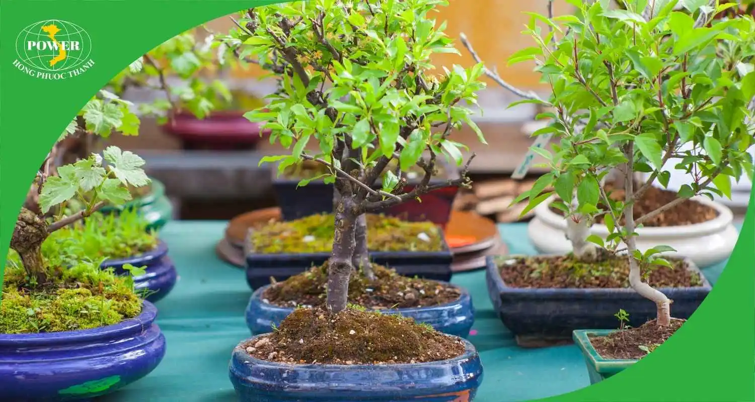 Cây cảnh mini, bonsai